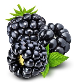 Confiture de mûres