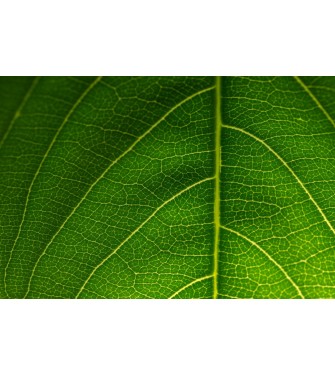 CHEWING GUM CHLOROPHYLL