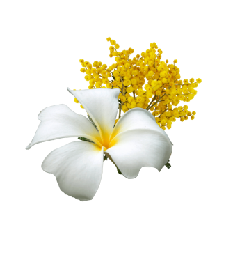 Tiaré Mimosa