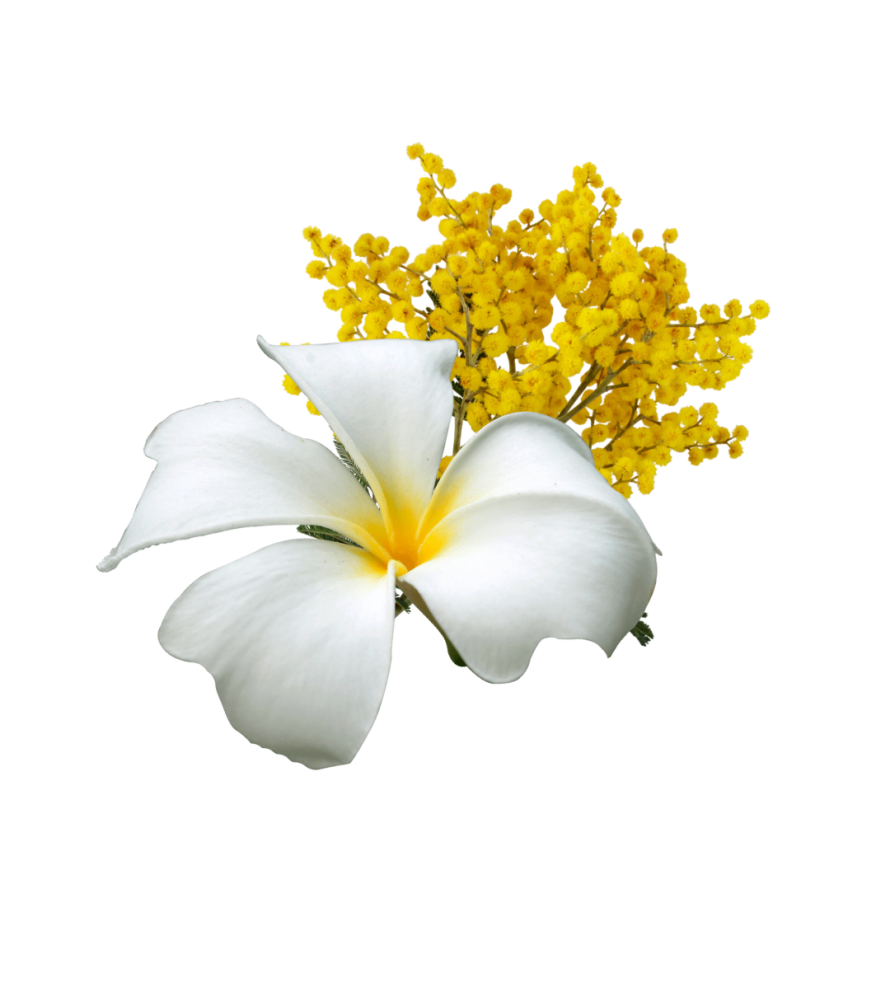 Tiaré Mimosa