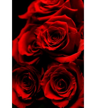 Roses Rouges