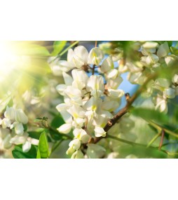 Carrés fondants Jasmin Blanc (white bouquet)