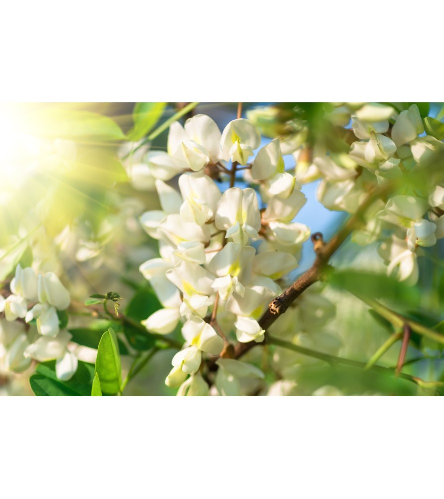 Carrés fondants Jasmin Blanc (white bouquet)