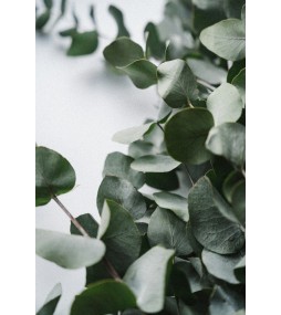 Carrés fondants Eucalyptus