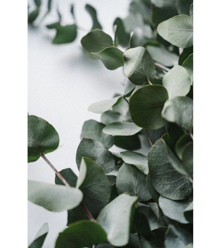 Carrés fondants Eucalyptus
