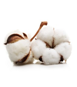 Carrés fondants Fleur de coton
